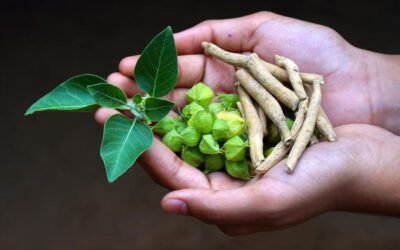 Ashwagandha: The Science Behind Stress Relief & Hormonal Balance