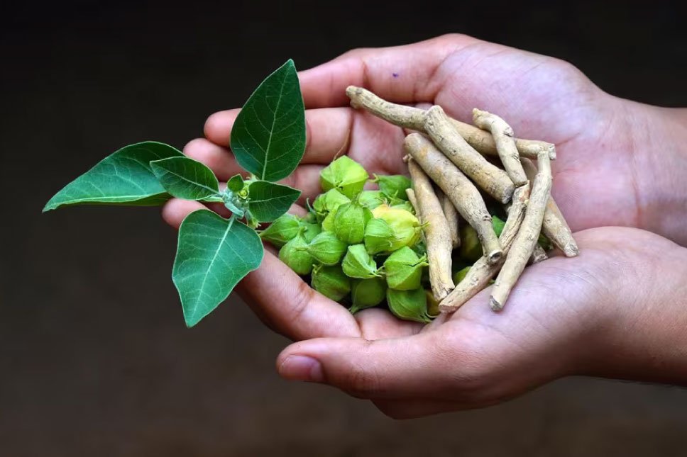 Ashwagandha: The Science Behind Stress Relief & Hormonal Balance