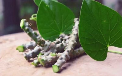Giloy: The Ultimate Immunity Herb — Benefits, Uses & Ayurvedic Wisdom