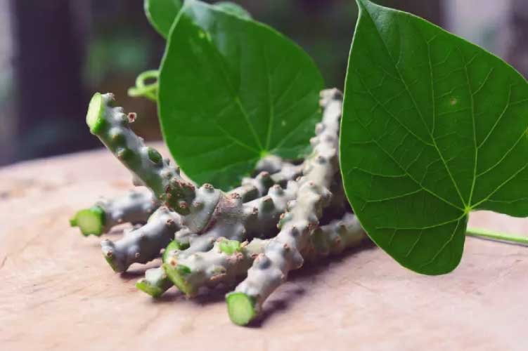 Giloy: The Ultimate Immunity Herb — Benefits, Uses & Ayurvedic Wisdom