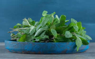 Tulsi: The Sacred Herb That Heals Mind, Body, and Immunity