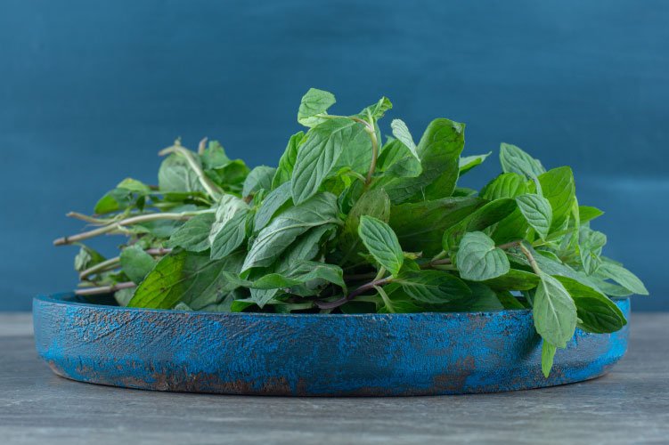 Tulsi: The Sacred Herb That Heals Mind, Body, and Immunity